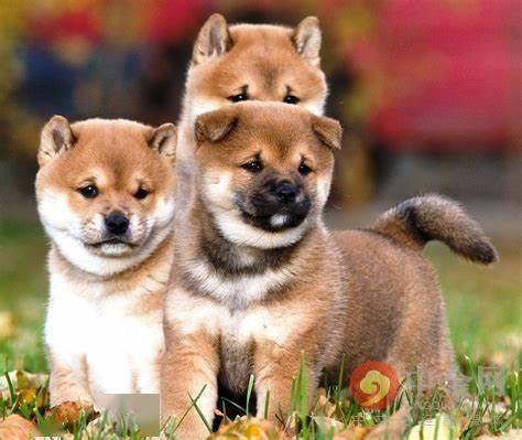 A happy Shiba Inu dog, the face of Dogecoin, potentially representing the playful aspect of crypto mining.